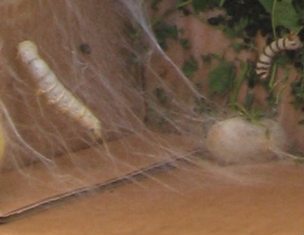 The larvae spins a cocoon